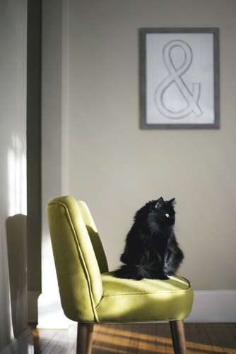 Les chats aussi s'ennuient, vous savez!