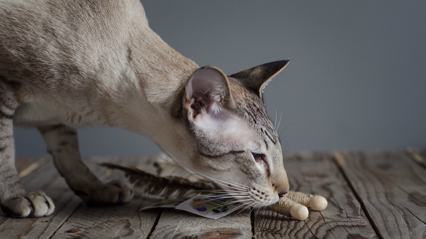 Chatisfait-Jouet pour chat