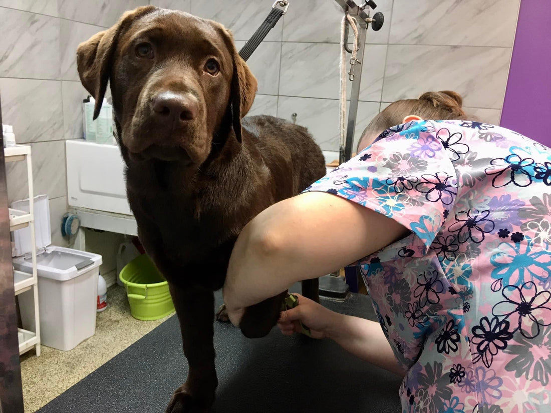 Toiletteur, ce métier méconnu